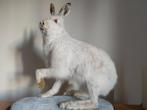 Lepre bianca Taxidermie volledige montage - Lepus timidus -, Nieuw