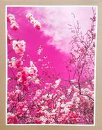 Viet Ha Tran - The colors of spring VII