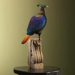 Glansfazant Taxidermie Opgezette Dieren By Max, Ophalen of Verzenden, Nieuw, Vogel, Opgezet dier