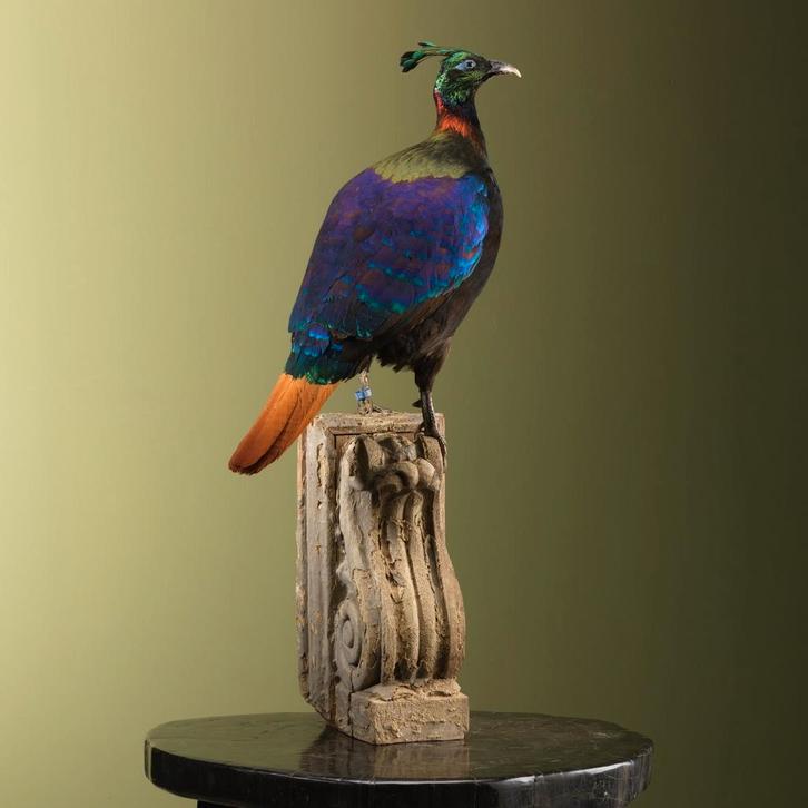 Glansfazant Taxidermie Opgezette Dieren By Max, Verzamelen, Dierenverzamelingen, Opgezet dier, Nieuw, Vogel, Ophalen of Verzenden