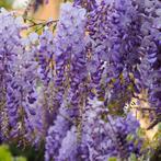 Wisteria sinensis Prolific - 80-100 cm, Tuin en Terras, Planten | Tuinplanten, Ophalen of Verzenden