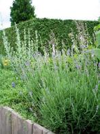 Lavendel (lavandula) ang. Dwarf Blue, Tuin en Terras, Planten | Tuinplanten, Halfschaduw, Kruiden, Zomer, Vaste plant