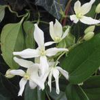 Clematis terniflora - 80-100 cm, Tuin en Terras, Planten | Tuinplanten, Ophalen of Verzenden