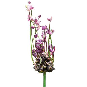 Bloembollen - 120 x Allium Art - paars beschikbaar voor biedingen