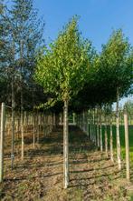 Betula albosinensis hoogstam 18/20