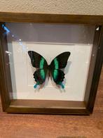 Vlinder Taxidermie volledige montage - opgezette vlinder -, Verzamelen, Dierenverzamelingen, Nieuw