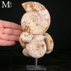 Fascinerende natuurlijke formatie - Fossielfragment -, Antiek en Kunst