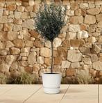 Olea Europaea op stam | 160cm - Ø24cm, Verzenden
