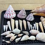 Set van zeldzame gevlekte en gemarmerde schelpen Schelpdier, Antiek en Kunst