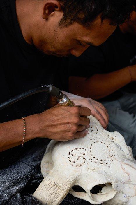 GEEN RESERVEPRIJS - Witte Koeienschedel met Boheemse, Antiek en Kunst, Kunst | Designobjecten