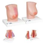 Anatomie model borst, 2 stuks, Nieuw, Verzenden