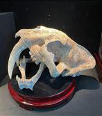 Sabeltandkat - Fossiele schedel - Replica - 34 cm - 20 cm