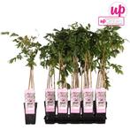 Wisteria floribunda Rosea - Roze regen - Ø15cm - 65cm, Verzenden, Nieuw
