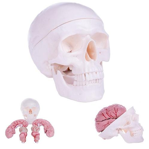 Anatomie model schedel met hersenen (10-delig), Sport en Fitness, Overige Sport en Fitness, Nieuw, Verzenden