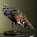 Pauwkalkoen Taxidermie Opgezette Dieren By Max, Ophalen of Verzenden, Nieuw, Vogel, Opgezet dier