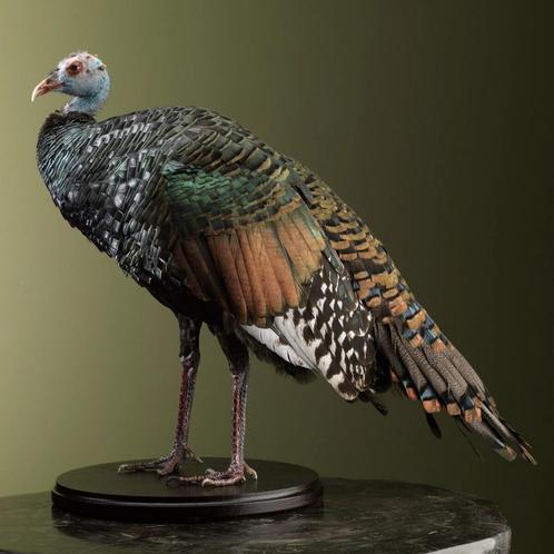 Pauwkalkoen Taxidermie Opgezette Dieren By Max, Verzamelen, Dierenverzamelingen, Opgezet dier, Nieuw, Vogel, Ophalen of Verzenden