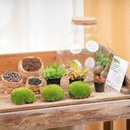 Terrarium Bolder Bob Bonsai + Led verlichting in kurk, Verzenden