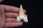 Haai - Fossiele tand - Otodus Obliquus, Verzamelen, Mineralen en Fossielen