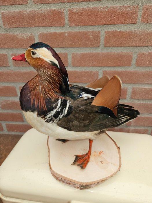 Mandarijneend Taxidermie volledige montage - Aix, Verzamelen, Dierenverzamelingen