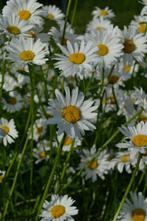 Wilde margriet Leucanthemum vulgare Maikonigin 5-10 Pot P9