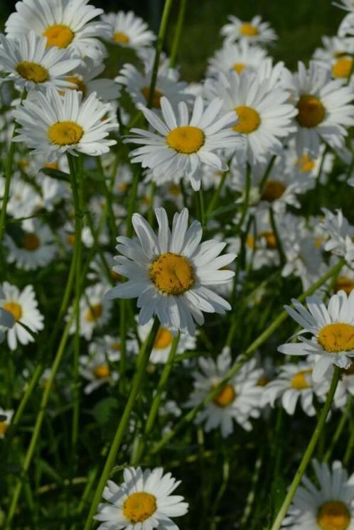 Wilde margriet Leucanthemum vulgare Maikonigin 5-10 Pot P9, Tuin en Terras, Planten | Tuinplanten