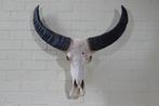 Australian Water Buffalo Schedel - Bubalus bubalis - 21 cm -, Nieuw
