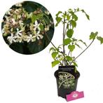 Pindakaasboom Shiro, Tuin en Terras, Planten | Tuinplanten, Verzenden