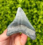 Megalodon - Fossiele tand - 9 cm - 8 cm, Verzamelen, Mineralen en Fossielen