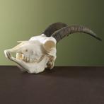 Steenbok Ibex Schedel Taxidermie Opgezette Dieren By Max, Ophalen of Verzenden, Nieuw, Wild dier, Opgezet dier