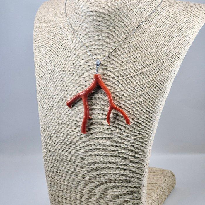 Bloedkoraal - Zilver - Ketting met hanger - Middellandse Zee, Verzamelen, Mineralen en Fossielen