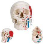 Anatomie model schedel met spieren, 3-delig, Verzenden, Nieuw