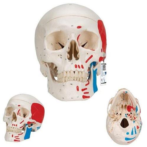 Anatomie model schedel met spieren, 3-delig, Sport en Fitness, Overige Sport en Fitness, Verzenden