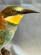 Bijeneter Taxidermie volledige montage - Merops apiaster, Nieuw