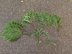 Nobilis DOUGLAS 55 cm TAK vers WinterGroen vers, Ophalen of Verzenden, Nieuw