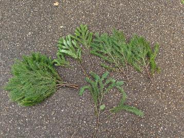 Nobilis DOUGLAS 55 cm TAK vers WinterGroen vers beschikbaar voor biedingen