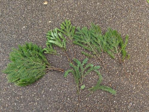 Nobilis DOUGLAS 55 cm TAK vers WinterGroen vers, Huis en Inrichting, Woonaccessoires | Kunstplanten en Kunstbloemen, Nieuw, Ophalen of Verzenden