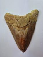Megalodon - Fossiele tand - Otodus (Carcharocles) megalodon