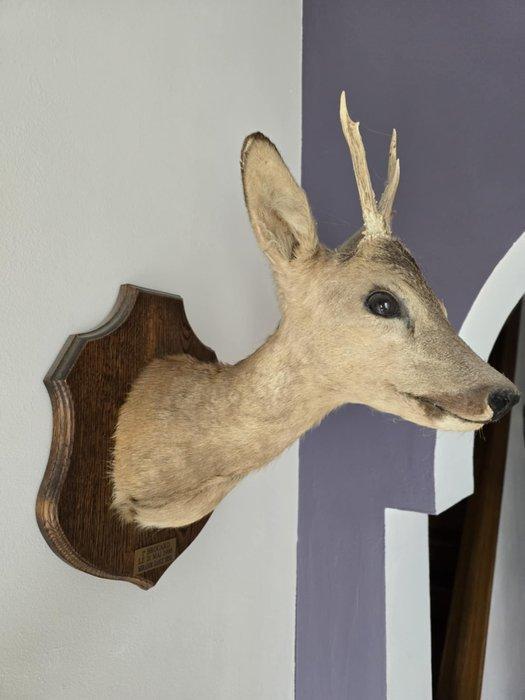 Ree Taxidermie volledige montage - Capreolus Capreolus - 45, Verzamelen, Dierenverzamelingen