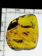Barnsteen - Very rare - Foot with toes from unkown animal