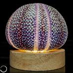 Decoratief Kleidocidaris peroni. Seeigel-Lampe- 42.2 g