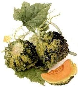 Cantaloup Meloen Prescott Fond Blanc curiositeit, Hobby en Vrije tijd, Knutselen, Nieuw, Ophalen of Verzenden