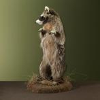 Wasbeer Taxidermie volledige montage - Procyon lotor - 62 cm, Verzamelen, Nieuw