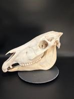 Burchell-zebra Schedel - Equus quagga burchellii - 26 cm -, Nieuw