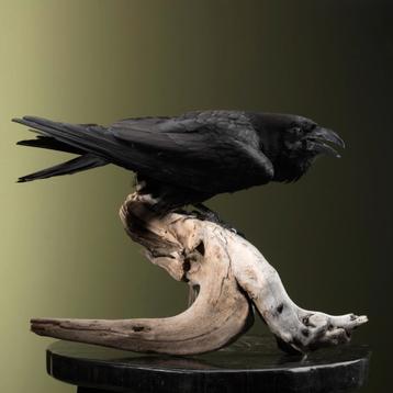 Raaf Taxidermie Opgezette Dieren By Max beschikbaar voor biedingen