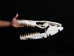Enorme Mosasaurus Anceps-schedel - Fossiele schedel -