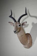 Impala Taxidermie wandmontage - Aepyceros melampus - 40 cm -, Verzamelen, Dierenverzamelingen, Nieuw