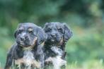 prachtige middelgrote  boomer x tibetaanse terrier pups, Parvo, Nederland, 8 tot 15 weken, Meerdere