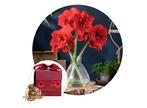 Flowerbulbs Amaryllis in giftbox - Red, Huis en Inrichting, Kamerplanten, Verzenden