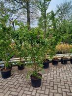Parrotia persica vannesa perzisch ijzerhout, Tuin en Terras, Ophalen