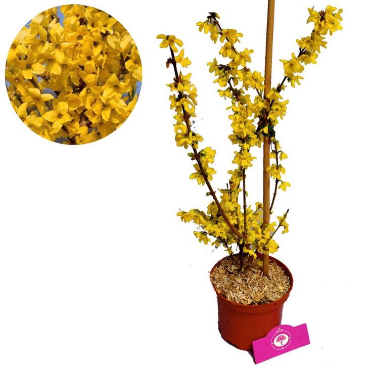 Forsythia intermedia Flojor Minigold + Pot 17c, Tuin en Terras, Planten | Tuinplanten, Verzenden
